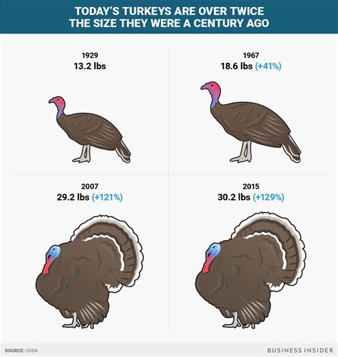 Thanksgiving Turkeys Have Doubled In Size Since The 1950s Business