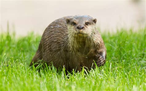 Wet Otter Is Standing In The Green Grass Stock Image Colourbox