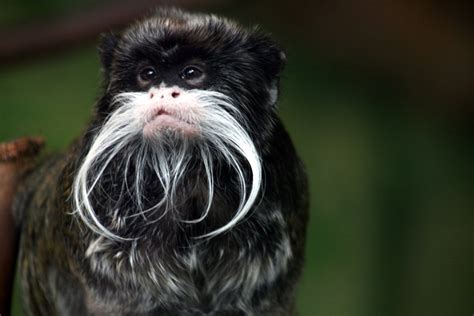 Tamarino Bigotudo O También Saguinos Imperator Habitante De La