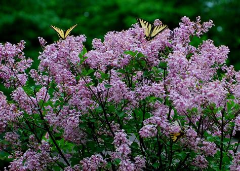 It likes regular watering but will tolerate drought once . Dwarf Korean Lilac Tree