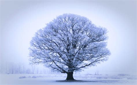Only the best hd background pictures. 17 Wonderful HD Oak Tree Wallpapers