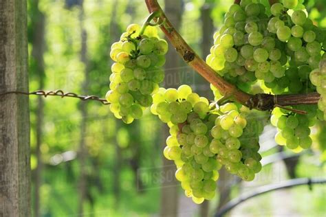 Riesling Grapes In The Sunshine Stock Photo Dissolve