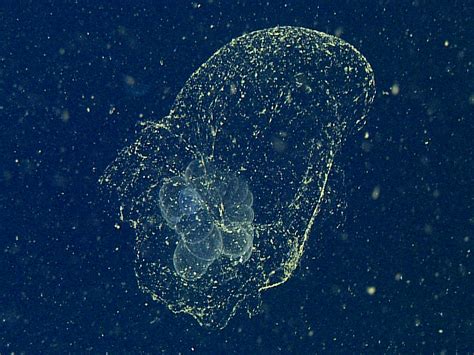 Mythical Sea Blob Finally Spotted A Century After Its Discovery