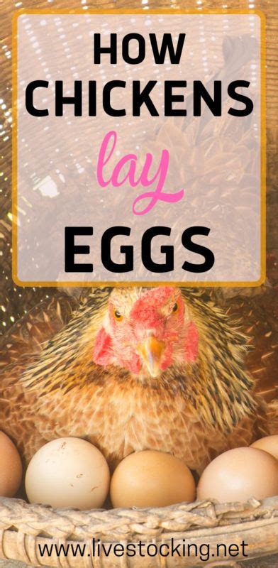 how chickens lay eggs the egg formation process eggs egg formation chickens
