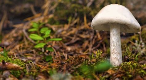 Destroying Angels Top 10 Most Poisonous Mushrooms In The World