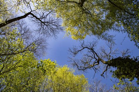 Tree Crowns On Deep Blue Sky Free Stock Photo Public Domain Pictures