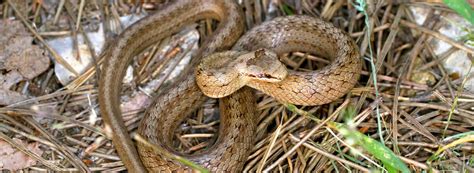 Snake Advice Rentokil Pest Control