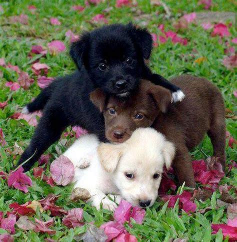 Eckzahn, hübsch, porträt, schwarzer hund, tier, haustier, rasen, im freien. Pin von Bärbel - Paula W auf Hunde (mit Bildern) | Süße ...