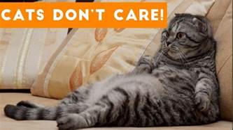 Cats Dont Care Funny Pets Videos Best Funny Cat Vide Doovi