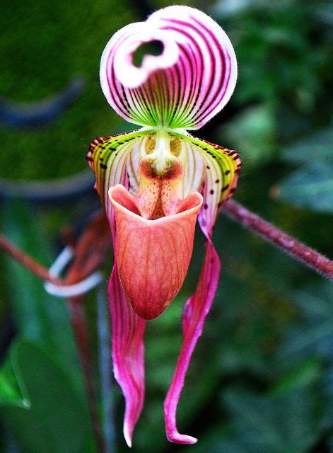 An Orchids Funny Face Strange Flowers Unusual Flowers Rare Flowers