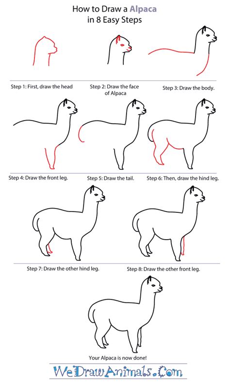 Draw An Alpaca Within Eight Steps Dibujos Sencillos Alpacas Dibujos