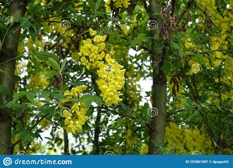 Inflorescences Of Bright Yellow Flowers Of Laburnum Anagyroides Stock