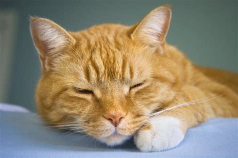 Sleeping Tabby Cat Stock Photo Image Of Animals Beauty 9117200