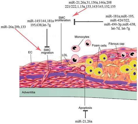 micrornas regulate vascular smooth muscle cell functions in atherosclerosis review