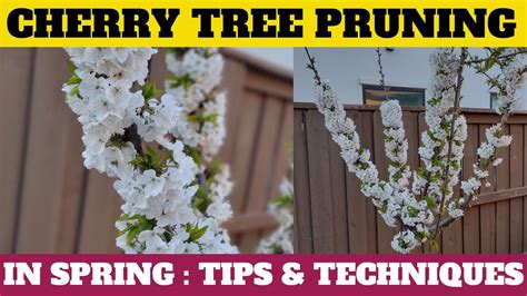 Pruning Cherry Trees In Spring Tips And Techniques Youtube