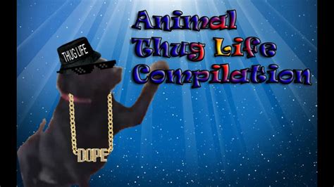 Animal Thug Life Compilation Youtube