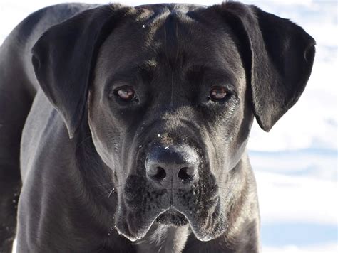 Cane Corso History Of The Roman Dog Of War