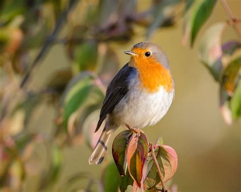 European Robin - Facts, Diet, Habitat & Pictures on Animalia.bio