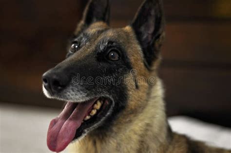 Young Short Haired Belgian Shepherd Is Excited Belgian Malinois Dog Is