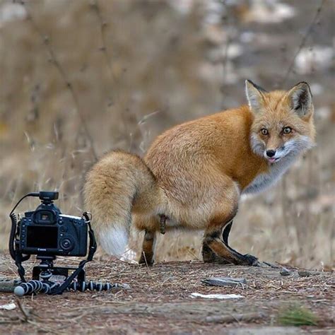 A Fox Posing For The Camera R Natureisfuckinglit
