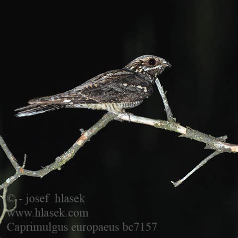 Ziegenmelker … nachtschwalbe — nachtschwalbe, ziegenmelker (caprimulgus), vogelgattung aus der ordnung der schwalbenartigen, ausgezeichnet. Europese Naguil Çobanaldatan תחמס אירופאי Lelek lesný obyčajný