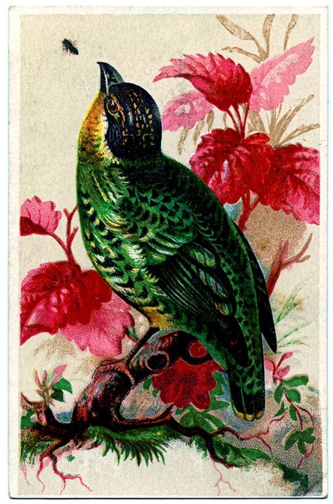 Vintage Trade Card Brightly Colored Bird The Graphics Fairy