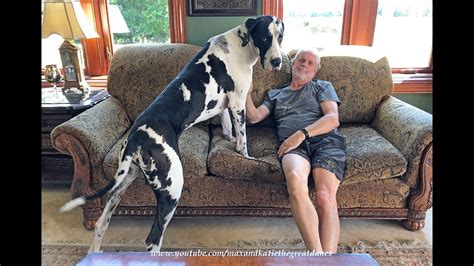 Lovable Great Dane Loves To Give Kisses Youtube