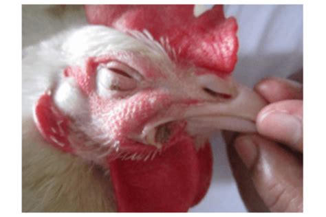 Poultry Diseases At A Glance