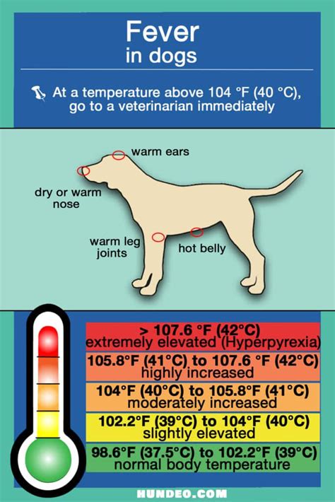 Fever In The Dog What Is Important In An Emergency