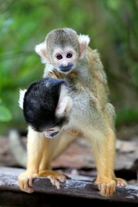 How Do Spider Monkeys Adapt to the Rainforest