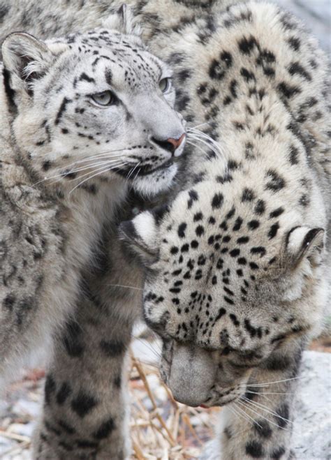 Leopard Markings Tumblr