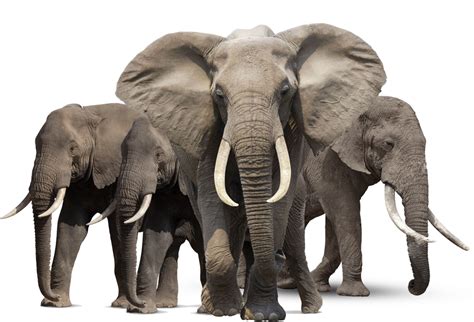 Gray Elephant Standing Png Image Purepng Free Transparent Cc0 Png