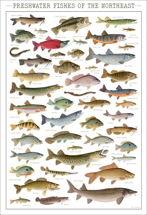 richard gene fishing machine shirts - Dian Thorn