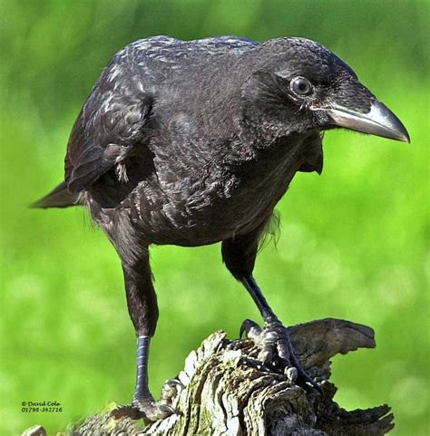 Carrion Crow Facts Carrion Crow Information