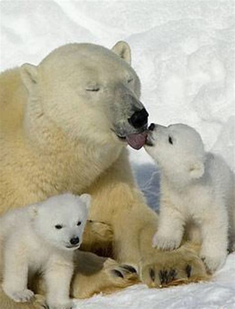 Real Love Baby Polar Bears Baby Animals Funny Polar Bear