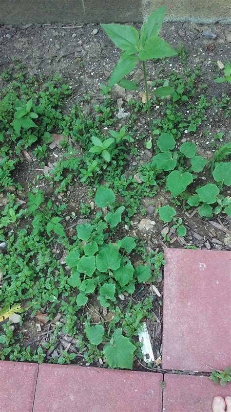 I hope you've found some helpful tips on how to grow sunflowers from seeds! Cucumber and mexican sunflower seedlings in the house bed ...