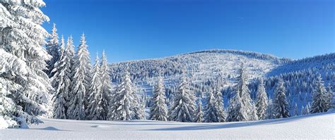 Winter Mountain Panorama With Snowy Pine Forest Winter Landscape