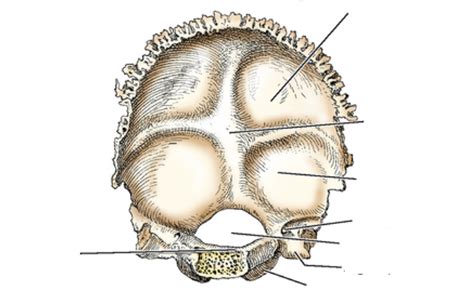 Occipital Bone Internal Surface Diagram Quizlet