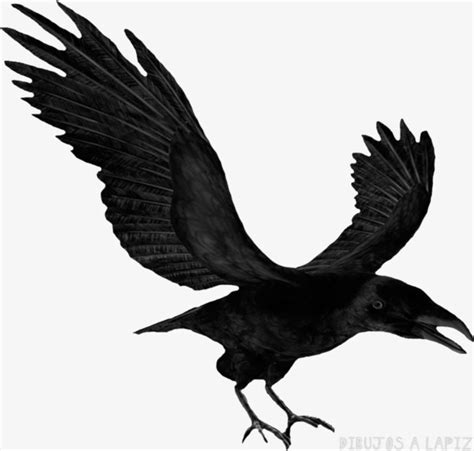 Cuervos Dibujos Volando Conjunto De Ilustración De Cuervo Descargar