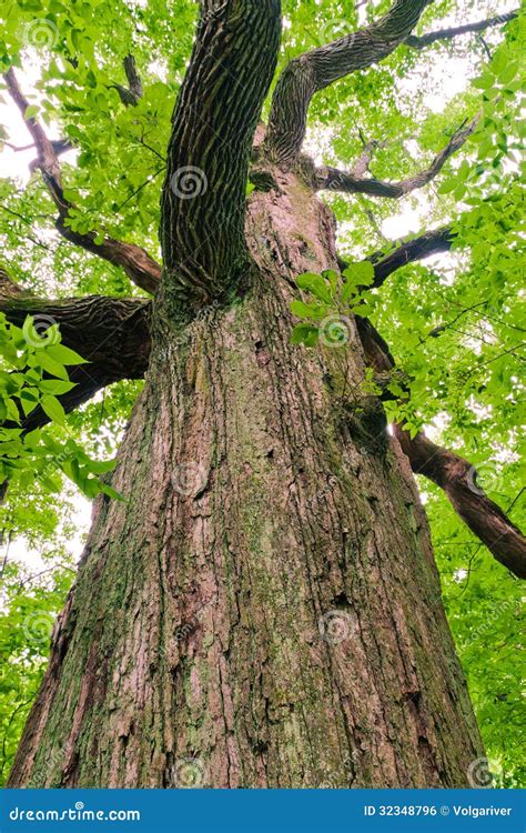 Big Old Oak Tree In The Forest Royalty Free Stock Image Image 32348796