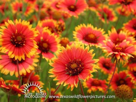 Kirjaudu facebookiin, niin voit alkaa jakaa ja jutella kavereillesi, perheenjäsenille ja tuntemillesi ihmisille. Thumbnail Index of Red Texas Wildflowers : Texas ...