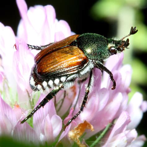 Japanese Beetle How To Identify And Control