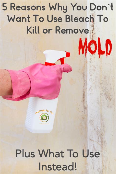 Does Bleach Kill Mold | Mold Help For You
