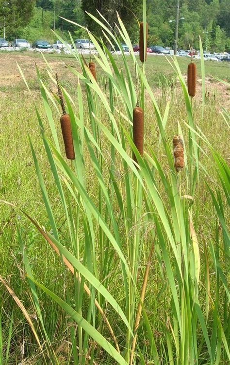 Living Afield Cattail Information Typha Spp Eating Wild Stuff