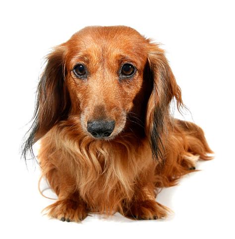 Best Long Haired Dachshund Stock Photos Pictures And Royalty Free Images