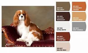 I Just Spotted The Perfect Colors Cavalier King Charles Dog King