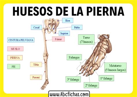 Anatomia De La Pierna Abc Fichas