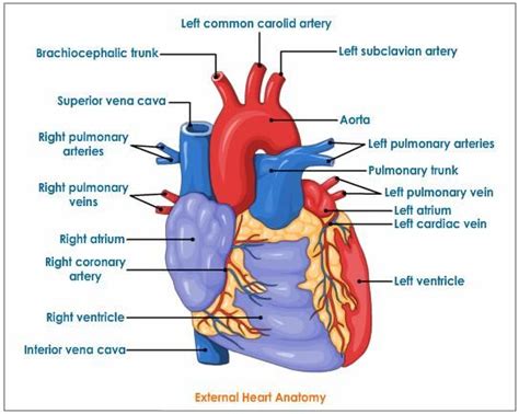 External Heart Anatomy Anatomy Organs Human Body Anatomy Human