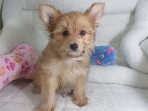 Top 10 Unreal Yorkshire Terrier Cross Breeds You Have To Never Seen