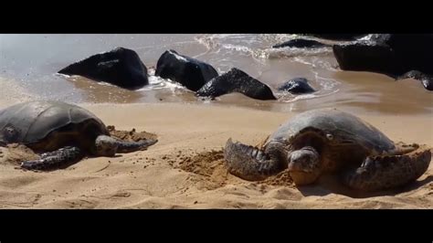 Laniakea Beach Turtle Beach Hawaii Youtube